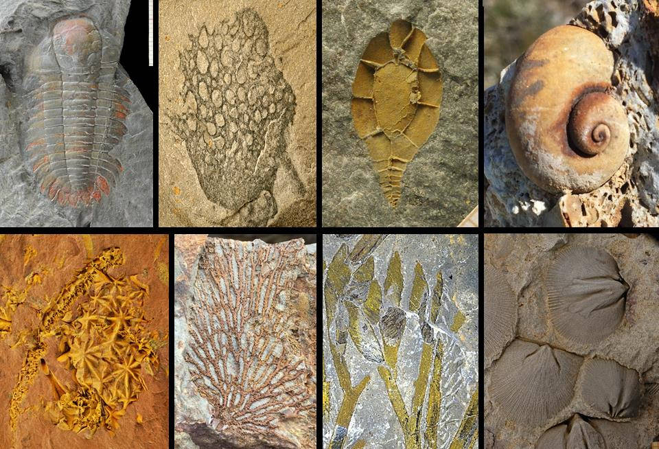 A selection of Palaeozoic echinoderms from outcrops that will be visited during the field trip. A selection of Palaeozoic echinoderms from outcrops that will be visited during the field trip.