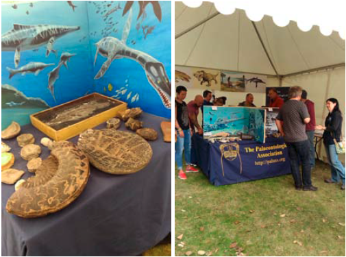 Yorkshire Fossil Festival 2014 - Figure 2