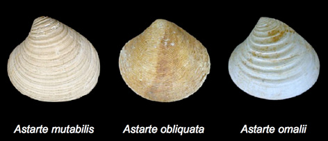 PalaeoMath 101 - Figure 29.1 PalaeoMath 101 - Figure 29.1
