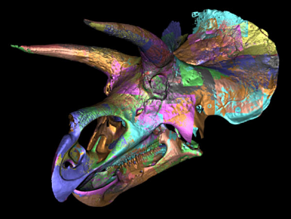 Hatcher’s virtual skull Hatcher’s virtual skull