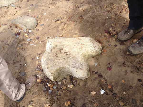 Newsletter Number 90 - A Cretaceous ornithopod footprint on the Isle of Wight