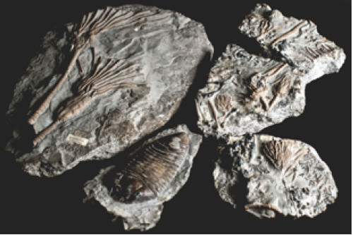 Wenlock trilobites and crinoids from the Holcroft Collection Wenlock trilobites and crinoids from the Holcroft Collection