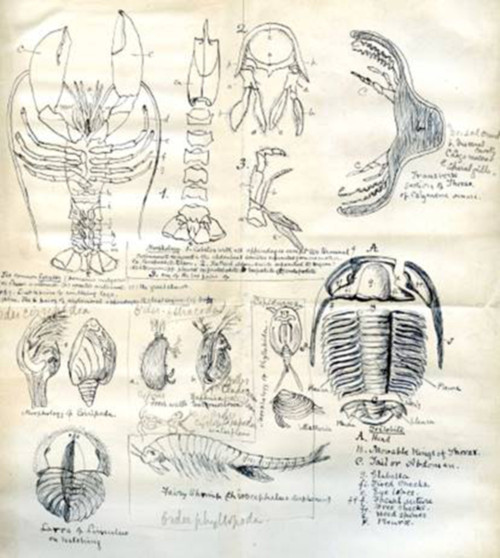 Student’s notebook from Lapworth’s 1887 palaeontology lectures Student’s notebook from Lapworth’s 1887 palaeontology lectures