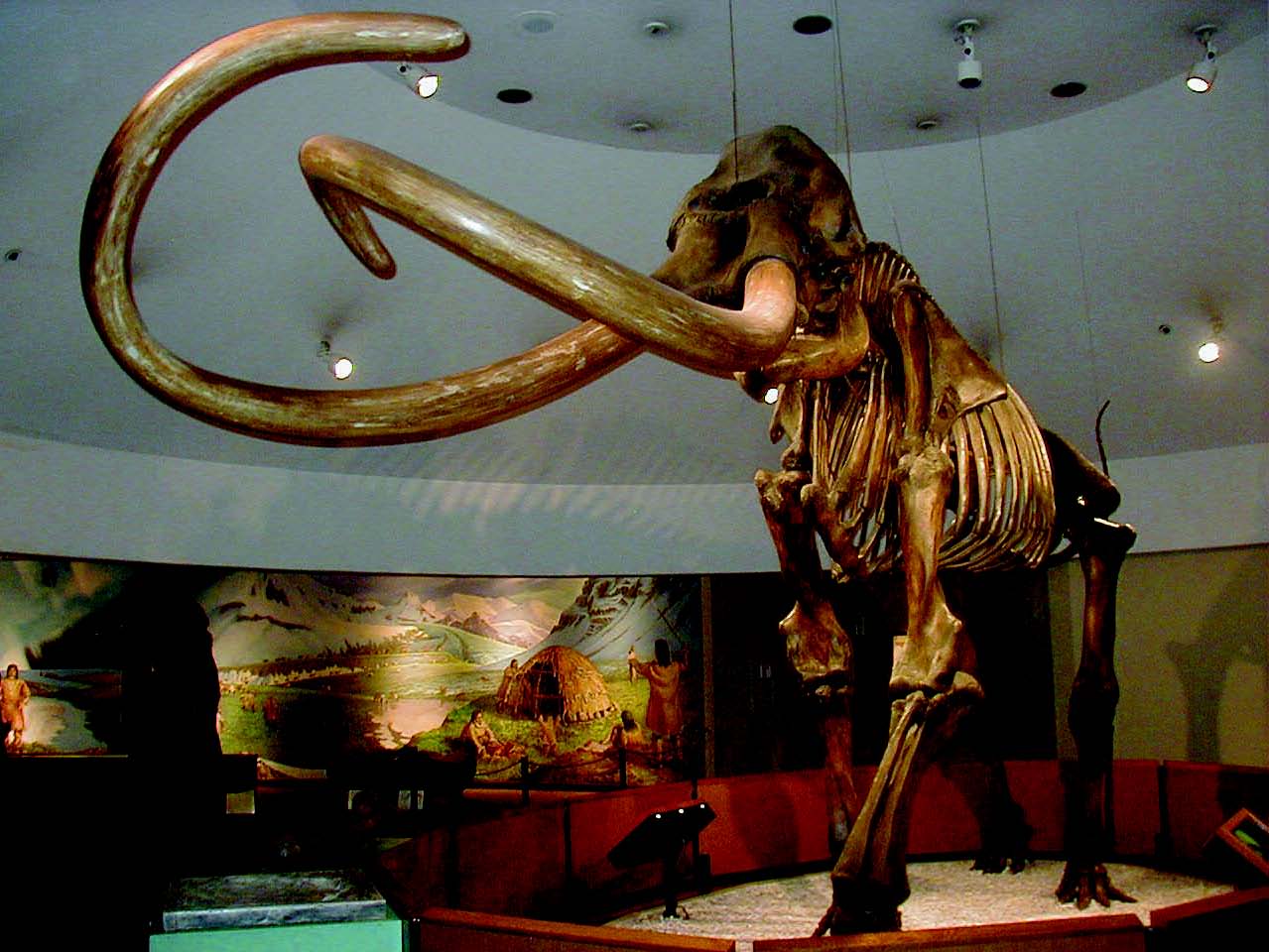 Columbian mammoth (Mammuthus columbi)