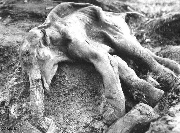 Woolly mammoth (Mammuthus primigenius) Woolly mammoth (Mammuthus primigenius)