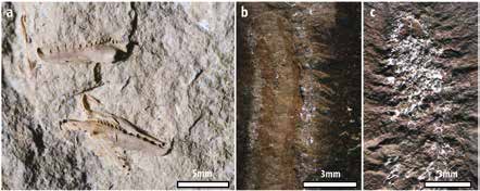 New fossil polychaetes from the Palaeozoic