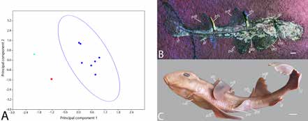 PCA of distance measurements taken from extinct and extant heterodontids PCA of distance measurements taken from extinct and extant heterodontids