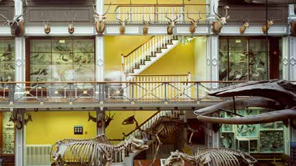 The Natural History's ‘cabinet-style’ building The Natural History's ‘cabinet-style’ building