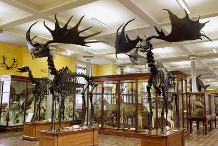 Giant Irish deer skeletons Giant Irish deer skeletons