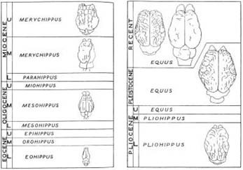 Edinger’s series of horse brains