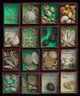 Historical collection of shells. Historical collection of shells.