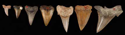 Fossilised shark teeth from the collections Fossilised shark teeth from the collections